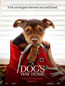 فيلم A Dog's Way Home 2019 مترجم