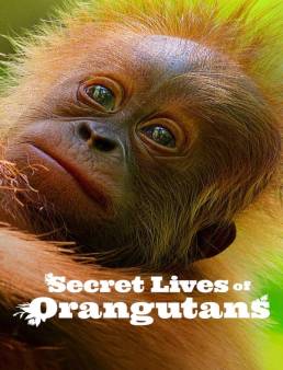 فيلم Secret Lives of Orangutans 2024 مترجم