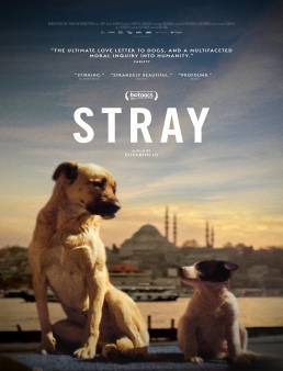 فيلم Stray 2020 مترجم